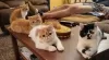 Photo №1. exotic shorthair - for sale in the city of Франкфурт | 500$ | Announcement № 129669