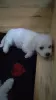 Photo №2 to announcement № 20902 for the sale of bichon frise - buy in Russian Federation private announcement