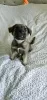 Photo №4. I will sell non-pedigree dogs in the city of Minsk.  - price - Is free