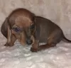 Additional photos: Purebred smooth-haired dachshund puppies