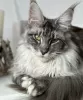 Photo №3. Maine coon kittens. United States