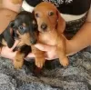 Photo №1. dachshund - for sale in the city of Амстердам | negotiated | Announcement № 108251