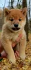 Additional photos: Shiba Inu puppies for breeding and family