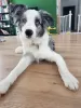 Additional photos: Border Collie / Blue merle / Show type / male / FCI / ZKwP