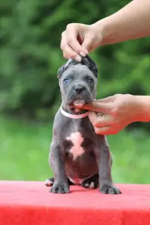 Additional photos: Cane Corso puppies