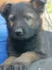 Additional photos: German Shepherd puppies