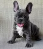 Photo №1. french bulldog - for sale in the city of Veszprém | 370$ | Announcement № 65053