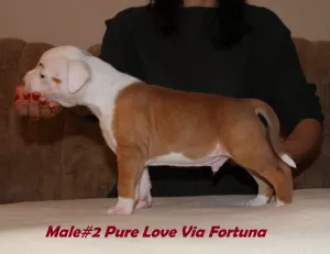 Photo №3. Beautiful amstaff puppy, male. Ukraine