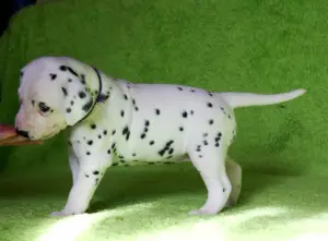 Additional photos: High-breed Dalmatian puppies