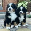 Photo №1. bernese mountain dog - for sale in the city of Kielajoki | 402$ | Announcement № 84225