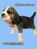 Photo №4. I will sell beagle in the city of Москва. breeder - price - negotiated