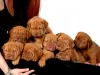 Photo №2 to announcement № 127490 for the sale of dogue de bordeaux - buy in Germany private announcement