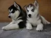 Photo №1. siberian husky - for sale in the city of Ароза | Is free | Announcement № 130473