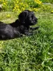 Additional photos: Black Russian Terrier puppies are offered from the oldest kennel in St.