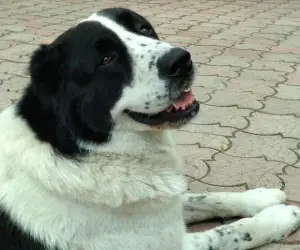 Additional photos: Central Asian Shepherd Puppy White Boy