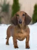 Photo №4. I will sell dachshund in the city of Kaliningrad. breeder - price - negotiated