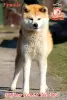 Photo №2 to announcement № 73346 for the sale of akita - buy in Ukraine breeder