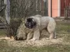 Additional photos: Caucasian Shepherd Dog