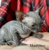 Photo №1. sphynx-katze - for sale in the city of Minsk | 860$ | Announcement № 24269