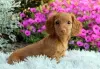 Photo №2 to announcement № 129632 for the sale of dachshund - buy in Germany private announcement