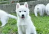 Photo №1. siberian husky - for sale in the city of Ниш | negotiated | Announcement № 119948