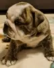 Additional photos: English bulldog boy