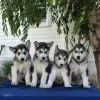 Photo №1. alaskan malamute - for sale in the city of Parkano | Is free | Announcement № 128376