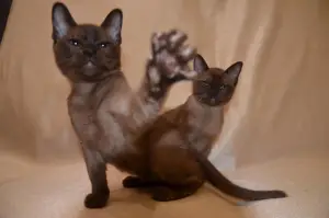 Photo №2 to announcement № 2087 for the sale of burmese cat - buy in Russian Federation private announcement, from nursery, breeder