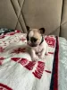 Additional photos: French bulldog puppies