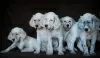 Additional photos: English Setter puppies