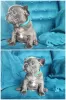 Additional photos: French Bulldogs