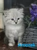 Photo №2 to announcement № 107168 for the sale of siberian cat - buy in Poland private announcement, breeder