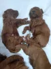 Photo №4. I will sell poodle (dwarf) in the city of Kishinev. private announcement - price - 634$