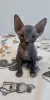 Photo №1. donskoy cat - for sale in the city of Krasnoyarsk | 182$ | Announcement № 100837