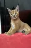 Photo №2 to announcement № 98351 for the sale of caracal - buy in Serbia 