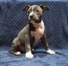 Photo №2 to announcement № 33347 for the sale of american staffordshire terrier - buy in Ukraine private announcement, from nursery, breeder