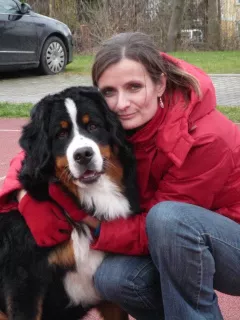 Photo №3. Bernese Mountain Dog - puppies with FCI pedigree, ZKwP. Poland