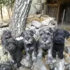 Photo №2 to announcement № 123692 for the sale of standard schnauzer, schnauzer - buy in Serbia 