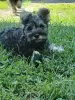 Photo №3. Miniature Schnauzer puppies for sale (pepper and salt). Belarus