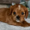 Photo №3. Cavalier King Charles Spaniel available. Brazil