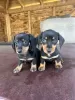 Photo №2 to announcement № 111708 for the sale of dachshund - buy in Germany breeder