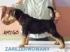 Additional photos: Airedale Terrier puppies READY FOR COLLECTION - ZKwP / FCI