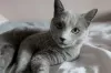 Photo №1. russian blue - for sale in the city of Chocianów | negotiated | Announcement № 92684