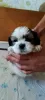 Photo №4. I will sell shih tzu in the city of Krivoy Rog.  - price - 230$