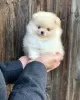 Photo №1. pomeranian - for sale in the city of Гамбург | 317$ | Announcement № 107791