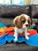 Photo №1. cavalier king charles spaniel - for sale in the city of London | 264$ | Announcement № 107360