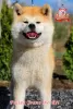 Photo №3. Female Akita Inu. Ukraine