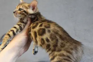 Photo №3. Breeding & quot; Cleo Bengal & quot; is pleased to offer great Bengal. Poland