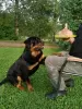 Additional photos: Rottweiler puppies want to meet their new owners