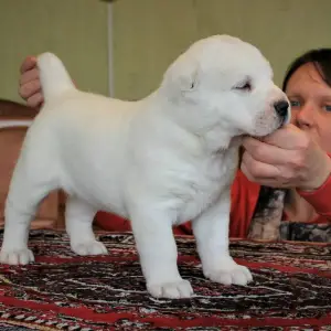 Photo №2 to announcement № 4105 for the sale of central asian shepherd dog - buy in Russian Federation from nursery